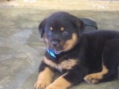 Fotos de perros
