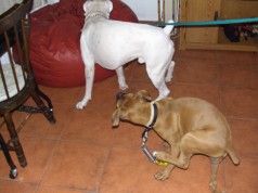 Fotos de perros