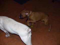 Fotos de perros