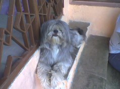 Fotos de perros