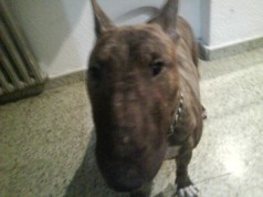 Fotos de perros