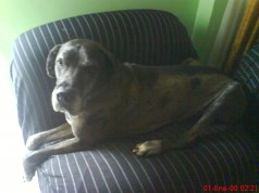 Fotos de perros