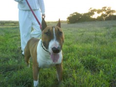 Fotos de perros