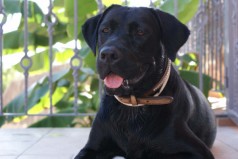 Fotos de perros