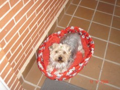 Fotos de perros