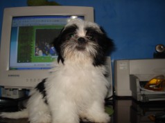 Fotos de perros