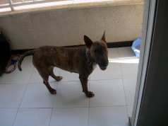 Fotos de perros