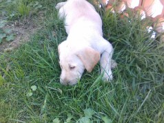 Fotos de perros