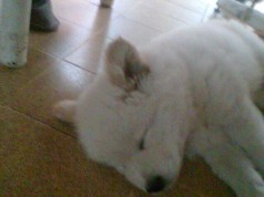 Fotos de perros