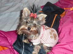 Fotos de perros