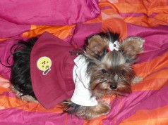 Fotos de perros