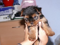 Fotos de perros