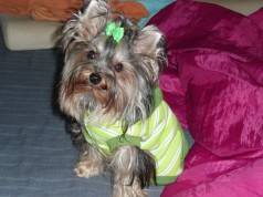 Fotos de perros