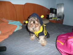 Fotos de perros