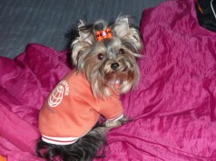 Fotos de perros