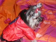Fotos de perros