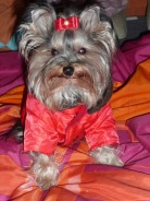 Fotos de perros