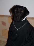 Fotos de perros
