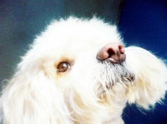 Fotos de perros