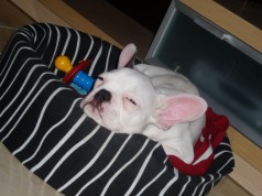 Fotos de perros