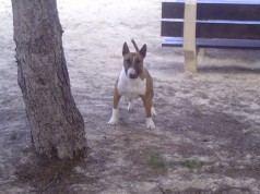 Fotos de perros