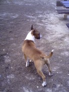 Fotos de perros