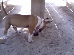 Fotos de perros