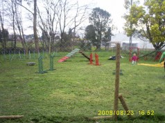 Fotos de perros