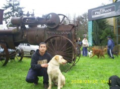 Fotos de perros