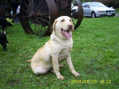 Fotos de perros