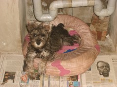 Fotos de perros