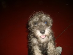 Fotos de perros