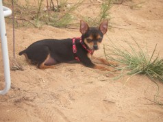 Fotos de perros