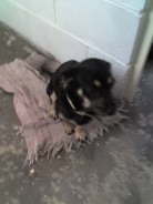 Fotos de perros