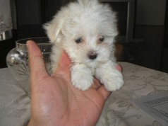 Fotos de perros