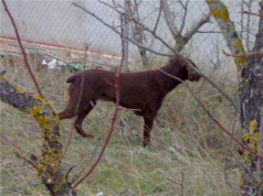 Fotos de perros