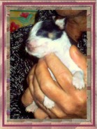 Fotos de perros