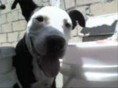 Fotos de perros