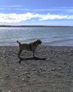 Fotos de perros