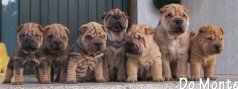 Fotos de perros