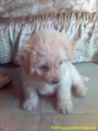 Fotos de perros