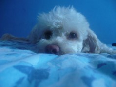 Fotos de perros