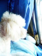 Fotos de perros
