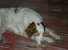 Fotos de perros