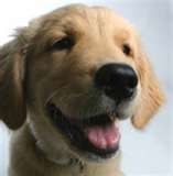 Fotos de perros