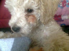 Fotos de perros