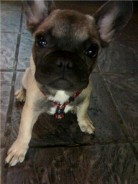 Fotos de perros
