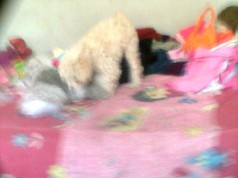 Fotos de perros
