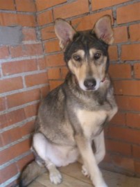 Estoy intentando adoptar a una llamada Katia