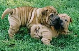 veterinario comprobado shar pei cachorros para el realojamiento 